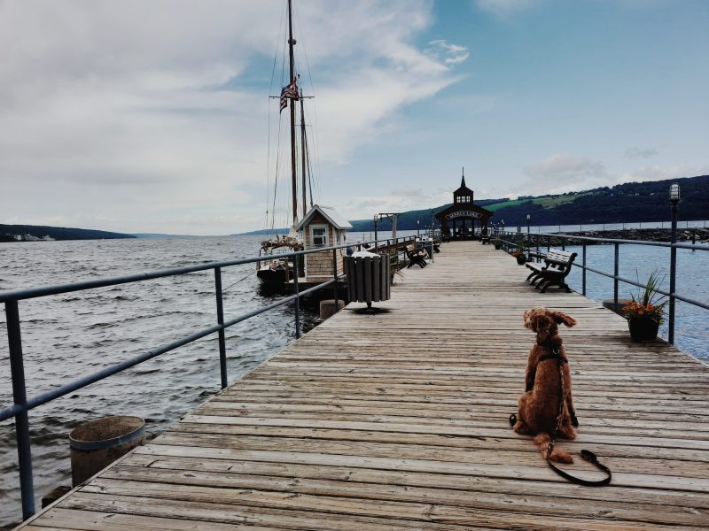 Dog-friendly Day Trips Upstate Ny