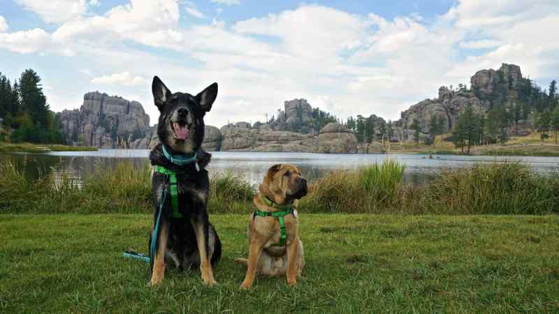 Dog Friendly Getaways From Nyc