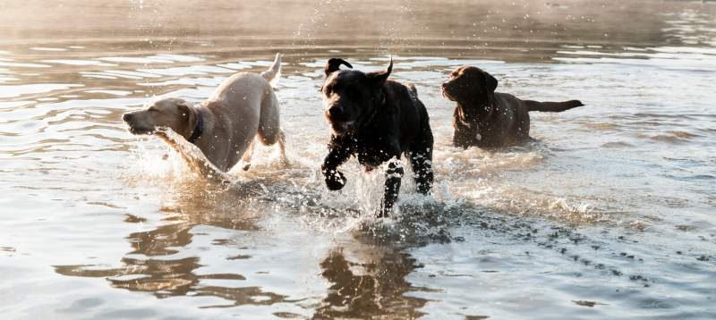 Dog Friendly Holidays Lake Windermere