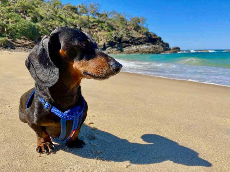 Dog Friendly Holidays Qld