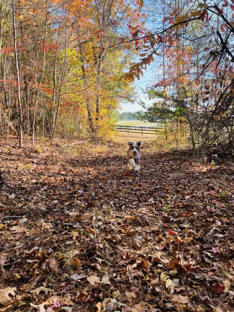 Dog Friendly Lodging Acadia National Park