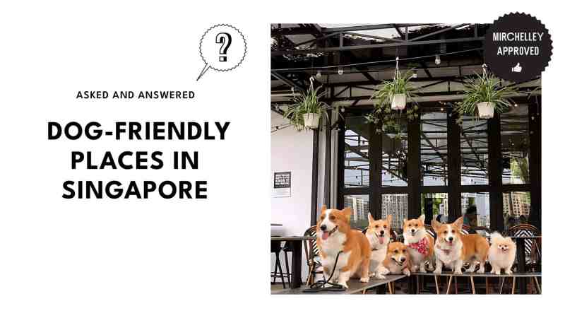 Dog Friendly Place To Eat Near Me