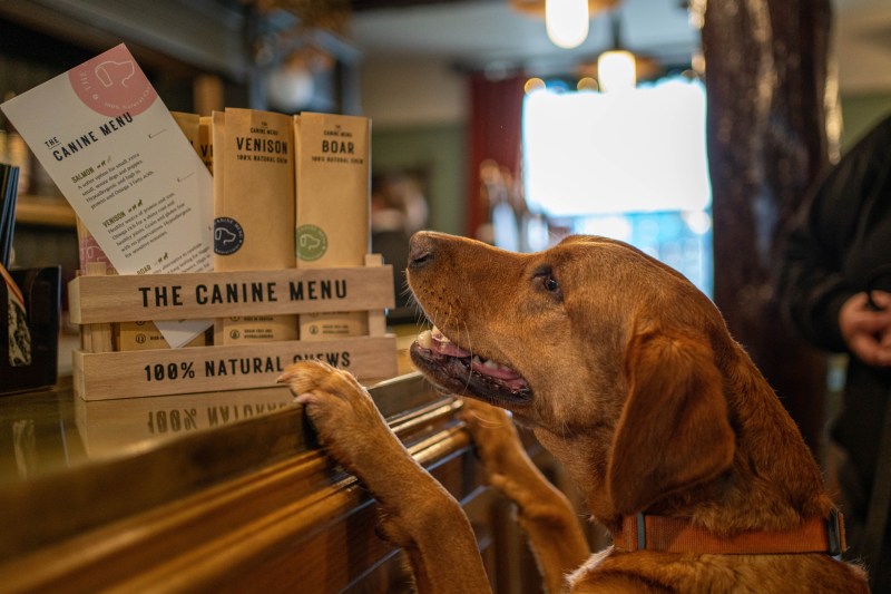 Dog Friendly Pubs For Food Near Me