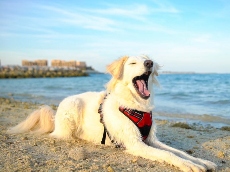 Dog Friendly Resorts Uae