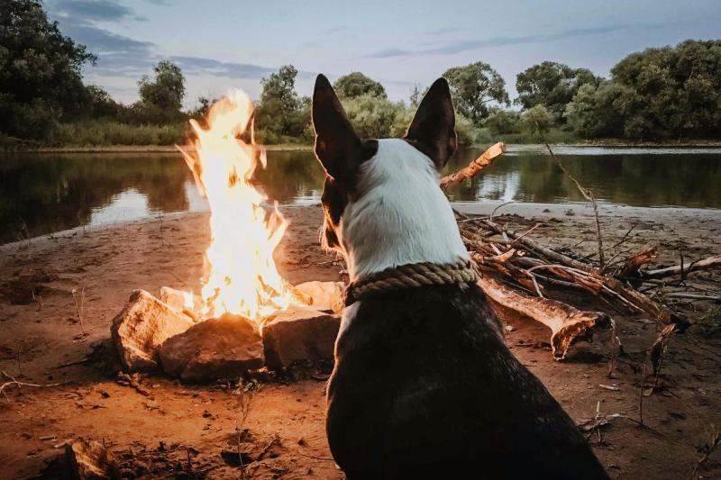 Dog Friendly Vacations Arkansas