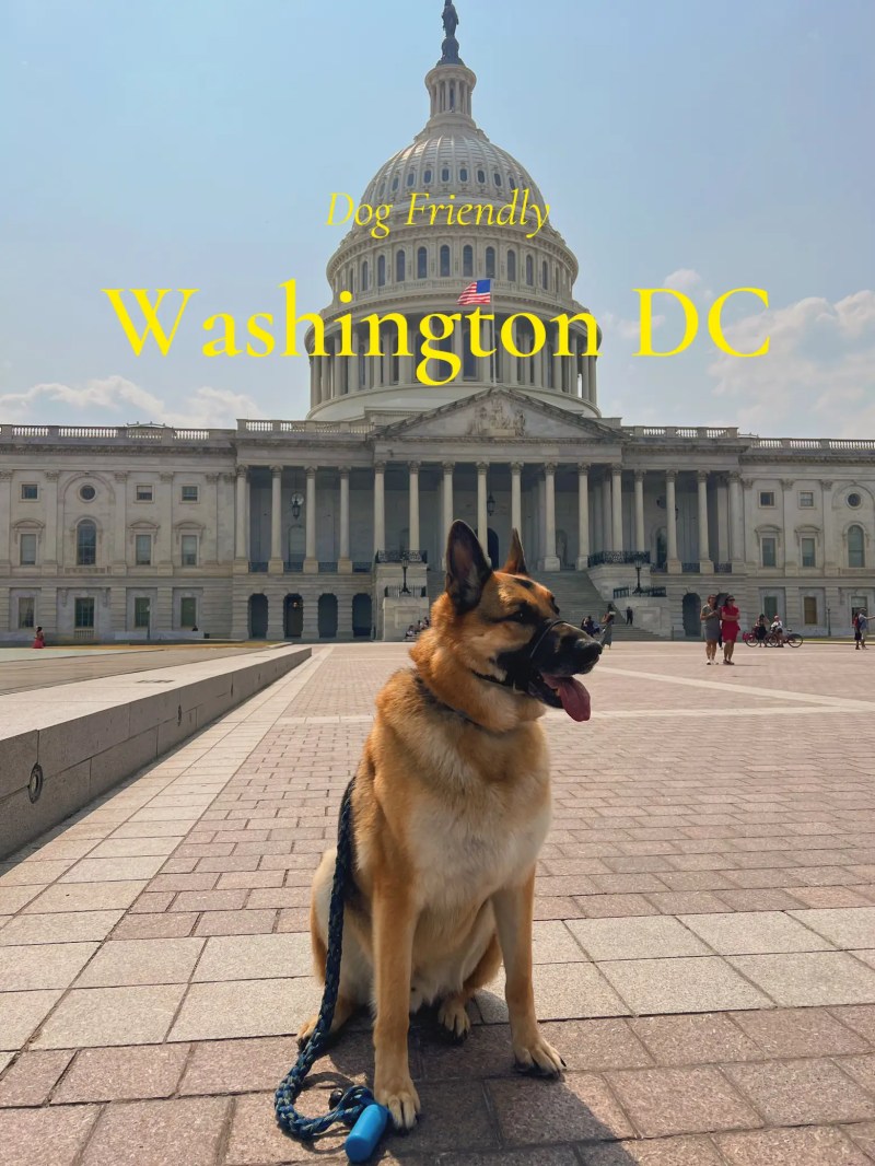 Dog Friendly Washington