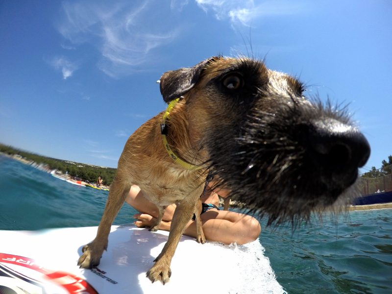 Fun Vacations To Take With Your Dog