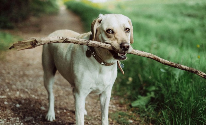 Vacation With Your Dog In California