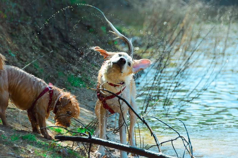 Weekend Vacations With Dogs