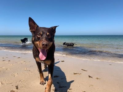 Best Dog Friendly Day Trips Brisbane