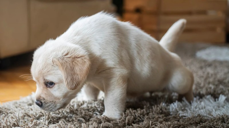 Best Dog Friendly Floor Cleaner