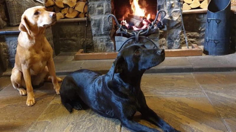 Best Dog Friendly Hotels Yorkshire