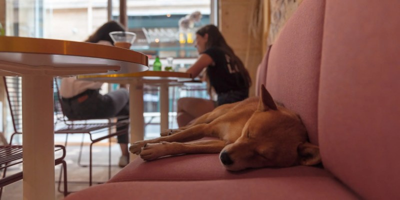 Best Dog Friendly Pubs Sydney