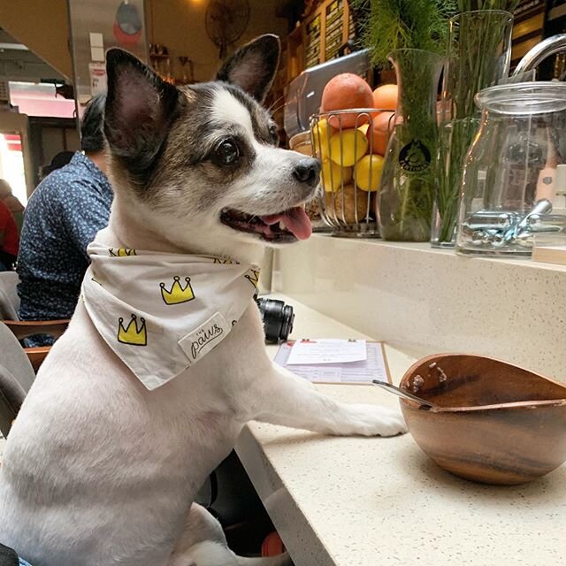 Best Dog Friendly Pubs