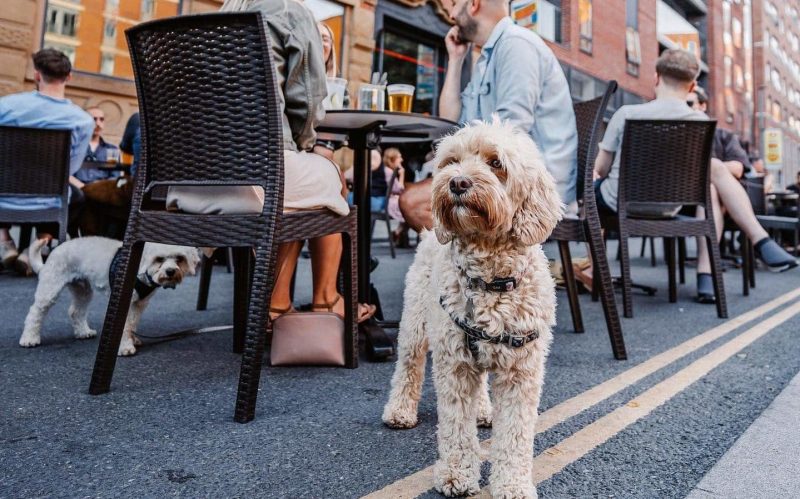 Best Dog Friendly Restaurants Portland