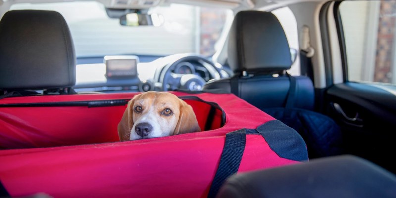 Best Dog Friendly Road Trips