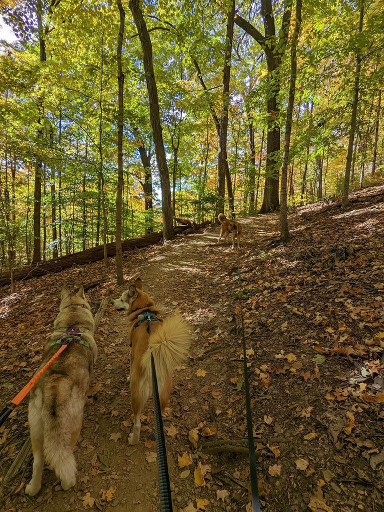 Best Dog Friendly Trails Near Me