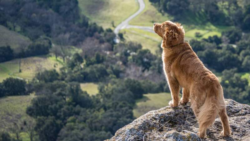 Best Hiking Vacations With Dogs