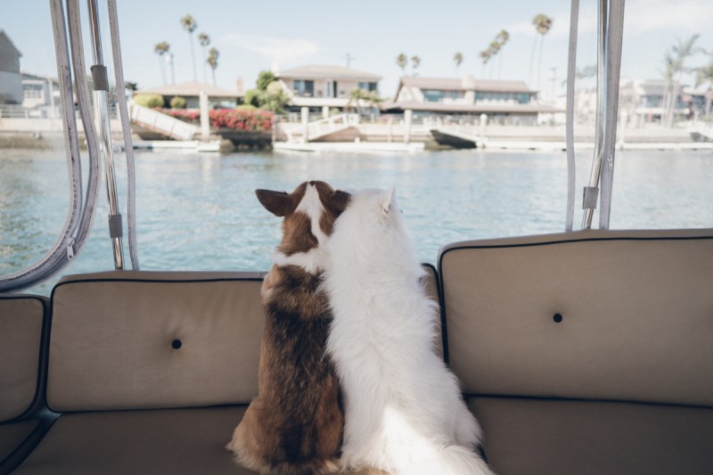 Dog Friendly Boat Trips Near Me