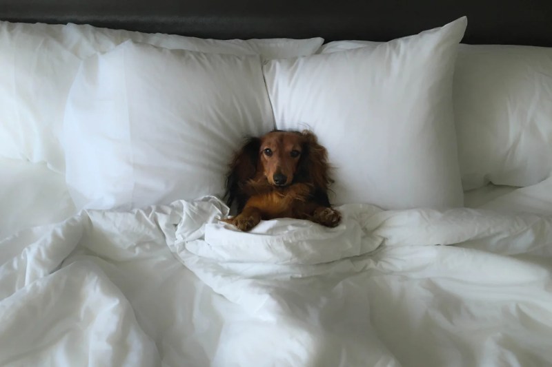 Dog Friendly Hotels On The East Coast