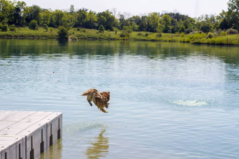 Dog Friendly Lakes Near Me To Swim