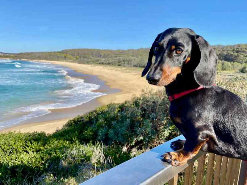 Dog Friendly Motel Kiama