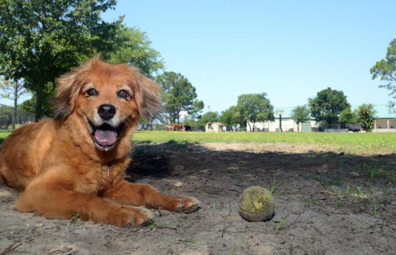 Dog Friendly Vacations In The Northeast