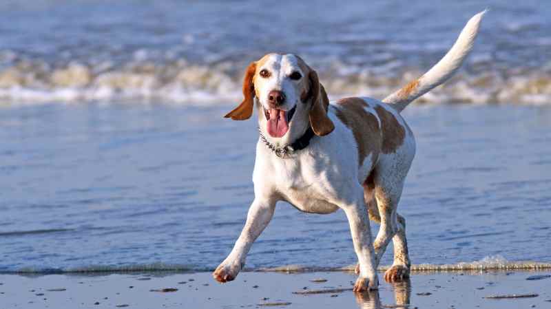 Dog Friendly Vacations Oregon