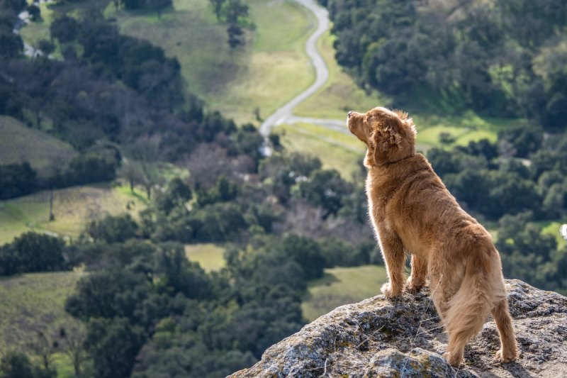 Good Dog Friendly Hikes Near Me