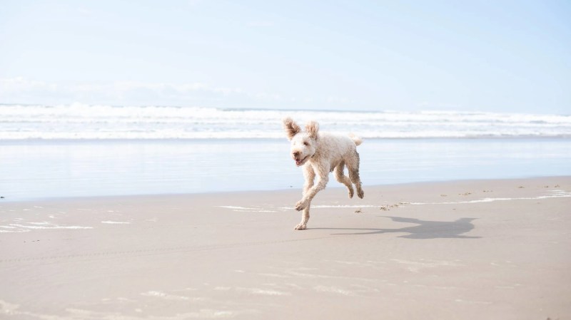 Pet Friendly Beach Vacations Near Me