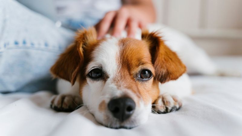 Places To Rent Dog Friendly Near Me