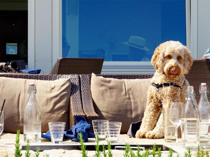 Restaurants Near Me Outdoor Seating Dog Friendly