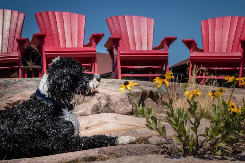 The Best Dog Friendly Vacations