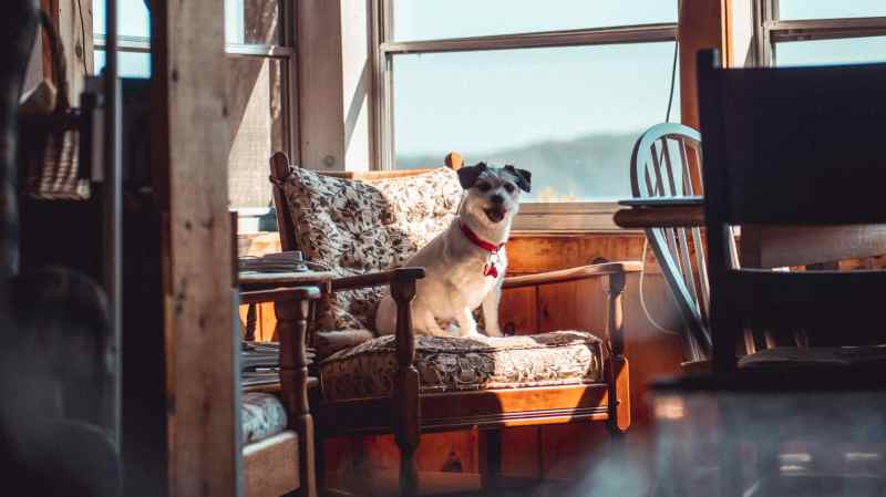 Vacation Rentals Dog Friendly Near Me